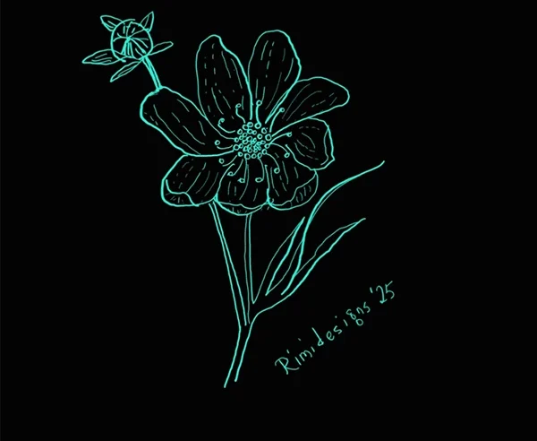 Cosmos flower