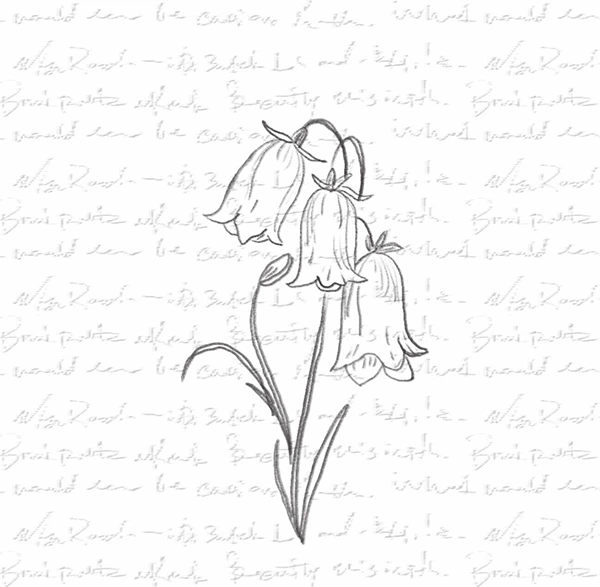 Harebell