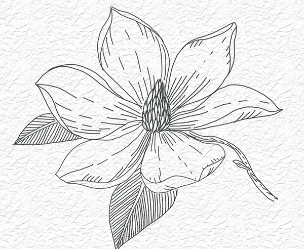 Magnolia