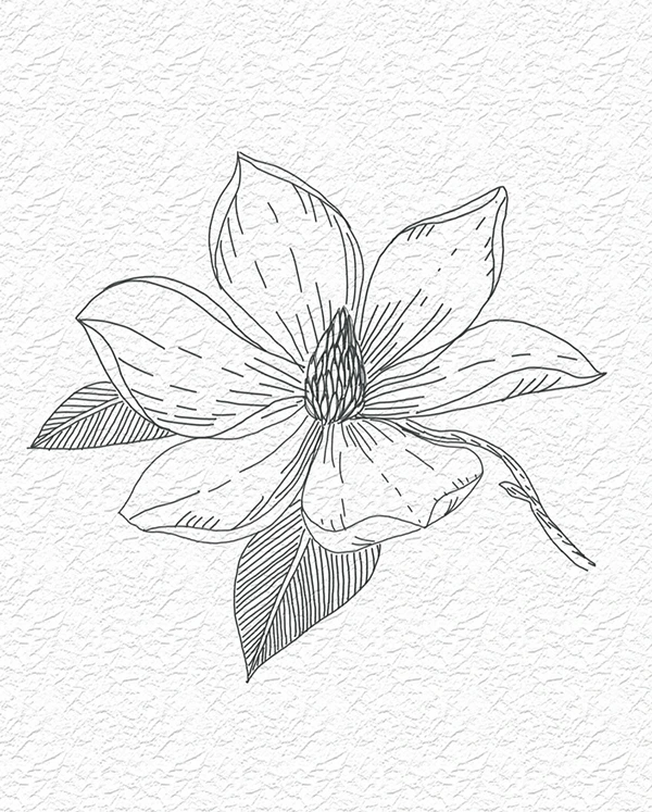 Magnolia